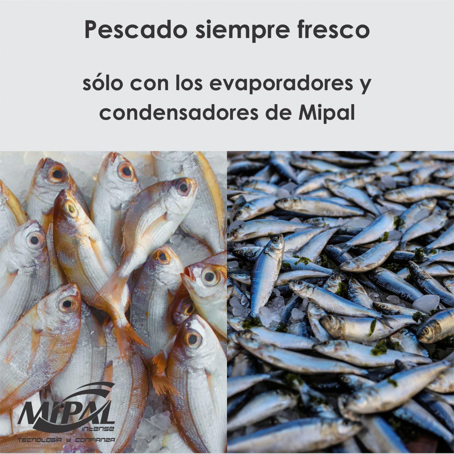 Mipal Pescado siempre fresco - Mipal