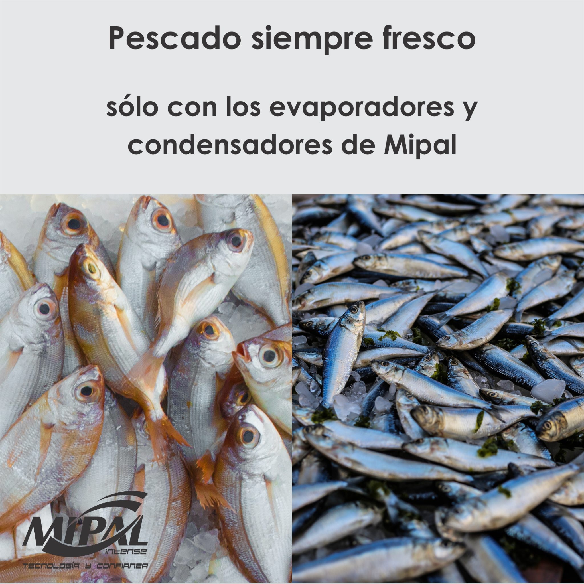 Mipal Pescado siempre fresco - Mipal